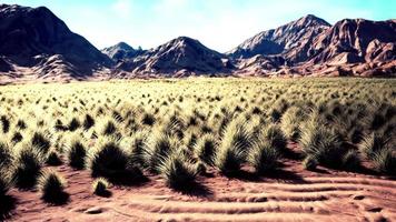 paysage désertique dans le parc national du cratère