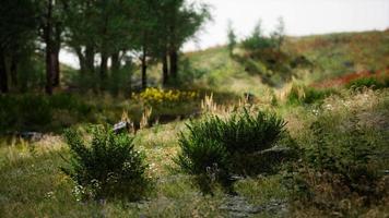 vacker utsikt över idylliska alpina bergslandskap med blommande ängar video