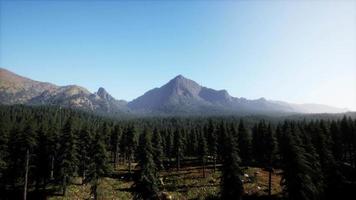 Beautiful sunset view in cedar forest in front of sayan mountain range video