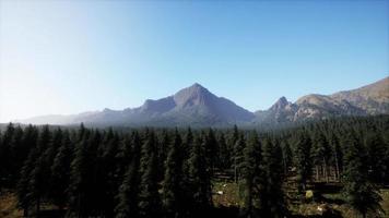 prachtig natuurlijk landschap in de zomer video