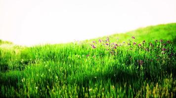 schönes Wiesenfeld mit frischem Gras video