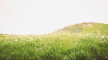 Fresh green field and blue sky in spring video