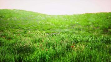 vackert ängsfält med färskt gräs video