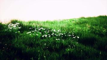 Green meadow under blue sky video