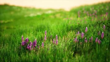 fris groen veld en blauwe lucht in de lente video