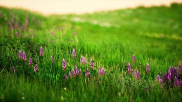 Green meadow under blue sky video