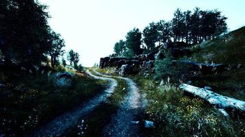 strada di campagna in una foresta di latifoglie in una mattinata nebbiosa video