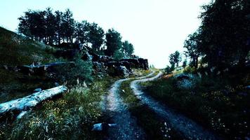 strada di campagna in una foresta di latifoglie in una mattinata nebbiosa video