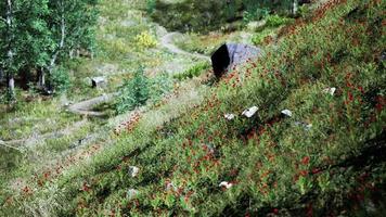 Idyllic landscape in the Alps with fresh green meadows and blooming flowers video