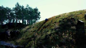 Beautiful panoramic landscape of the Pyrenees mountain valley video