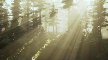 Panoramic view of the majestic evergreen forest in a morning fog video