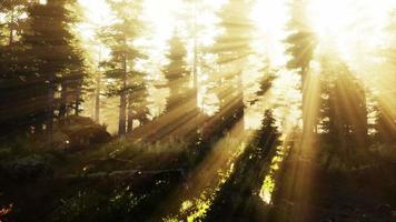 Magic dark Autumn forest scenery with rays of warm light video