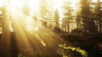 sunrise in a misty coniferous forest video