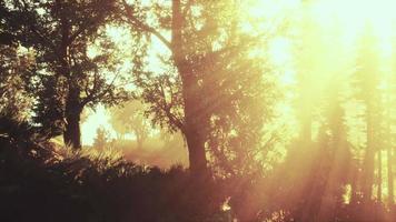 vista panorâmica da majestosa floresta perene em um nevoeiro matinal video