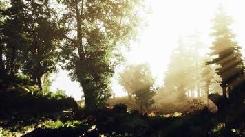 vue panoramique sur la majestueuse forêt à feuilles persistantes dans un brouillard matinal video