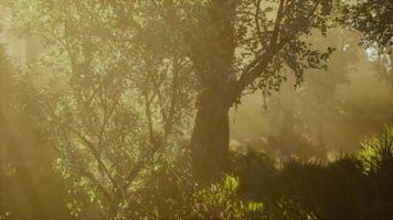 Forest of Beech Trees illuminated by sunbeams through fog video