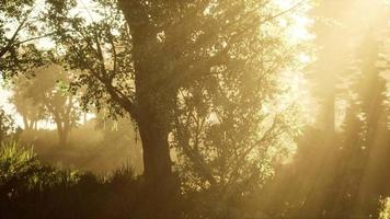 Panoramic view of the majestic evergreen forest in a morning fog video