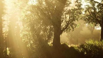 skog av bokträd upplyst av solstrålar genom dimma video