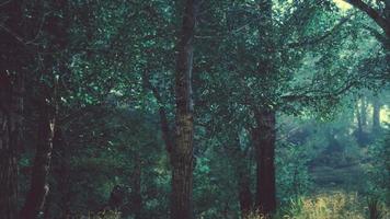 bosque de aspecto espeluznante de cuento de hadas en un día brumoso video