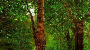 floresta de aparência assustadora de conto de fadas em um dia enevoado video