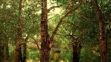 mattina nebbiosa nel bosco video