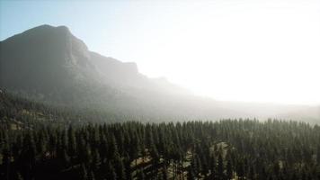 majestuosas montañas con bosque en primer plano en canadá video
