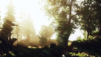 Forest of Beech Trees illuminated by sunbeams through fog video