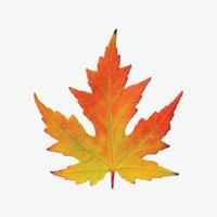 Abstract Vector Maple Leaf
