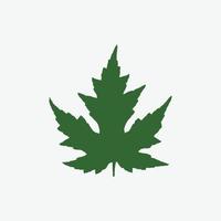 Green maple leaf isolated on white background. vector