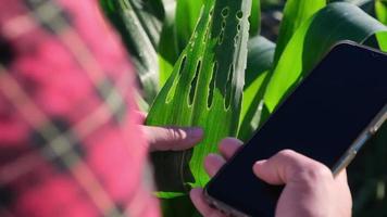 Aziatische vrouwelijke boer met smartphone inspecteert maïsbladeren in een veld op insectenplagen. veel plagen en ziekten zijn schadelijk voor maïs. video