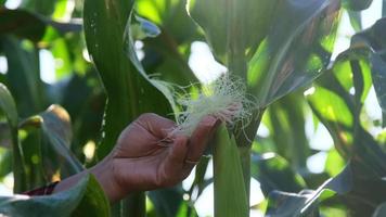 una agricultora asiática inspecciona mazorcas de maíz verde en un campo en busca de plagas de insectos. muchas plagas y enfermedades son perjudiciales para el maíz. de cerca video