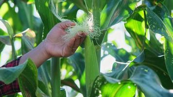 Asian woman farmer inspects green baby corn cobs in a field for insect pests. Many pests and diseases are detrimental to corn. close up video