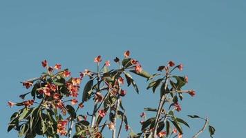 The tops of branches, flowers and green leaves are blown in the wind against a clear blue sky background. video