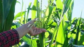 Asian woman farmer inspects corn flowering in a field for insect pests. Many pests and diseases are detrimental to corn. close up