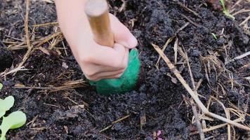 linda niña preescolar plantando plántulas de ensalada en el huerto del patio trasero. primer plano de la mano del niño divirtiéndose junto con la jardinería. video