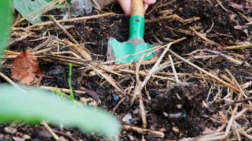 süßes kleines Vorschulmädchen, das Salatsämlinge im Hinterhof-Gemüsegarten pflanzt. nahaufnahme der hand des kindes, das spaß zusammen mit der gartenarbeit hat. video