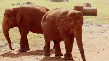 olifanten die in de natuur leven groot zoogdier video