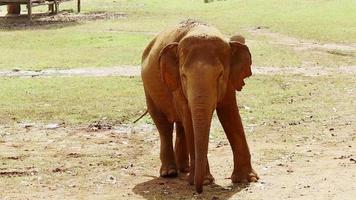 Elephants living in nature large mammal video