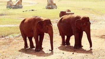 elefanti che vivono in natura grande mammifero