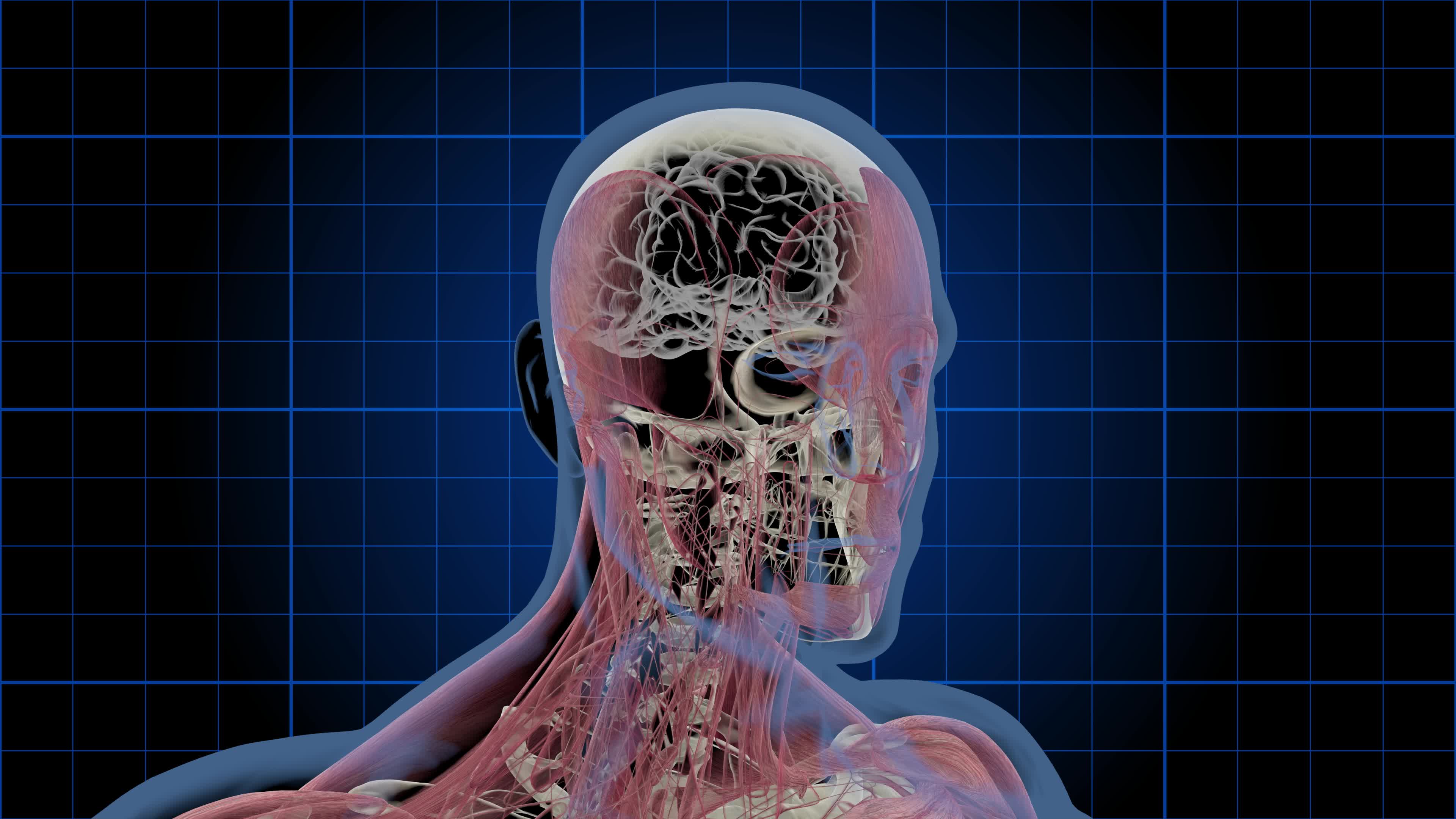 3D medical animation of a male head rotating showing the brain, skull, and muscle layers - Loop 6298903 Stock Video at Vecteezy 3D medical animation of a male head rotating showing the brain, skull, and muscle layers - Loop 6298903 Stock Video at Vecteezy