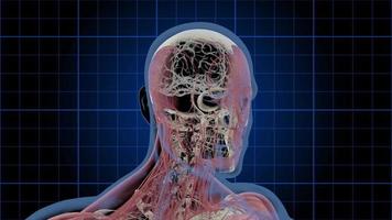 Animazione medica 3D di una testa maschile rotante che mostra il cervello, il cranio e gli strati muscolari - loop