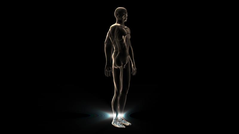 Human Body Animation Stock Video Footage for Free Download