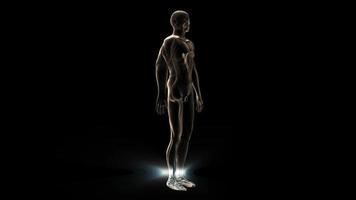 Animación médica 3D de un cuerpo humano y un esqueleto.