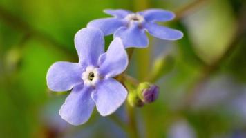 Makroaufnahme von schönen blauen Garten-Vergissmeinnicht-Blumen, die sich am Sommerabend im Wind wiegen