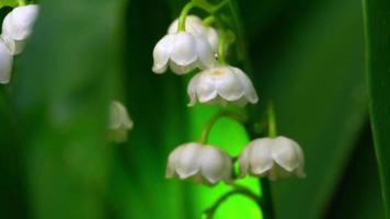 Macro shot of beautiful flowers of lily of the valley with dew drops swaying in the wind and lit by sunlight outdoors in summer garden. 4K resolution video. video