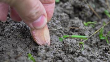 Gardener's hand plants garlic clove into the wet ground outdoors close up. 4K real time video