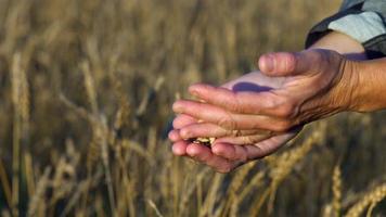Hände einer Bäuerin, die bei warmem Sommersonnenuntergang Weizenkörner von Hand zu Hand auf das Weizenfeld gießt. Video in 4k-Auflösung.