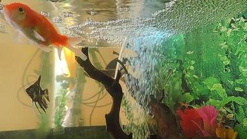 fish in the aquarium with water bubbles video