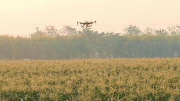 jordbruksdrönare flyger och sprutar gödningsmedel och bekämpningsmedel över jordbruksmark, högteknologiska innovationer och smart jordbruk video
