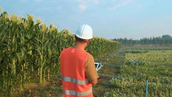 homme d'ingénierie vérifiant la ferme de maïs avec tablette sur le terrain, innovations de haute technologie et agriculture intelligente video